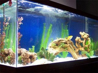 鎮宅最吉利的6種魚