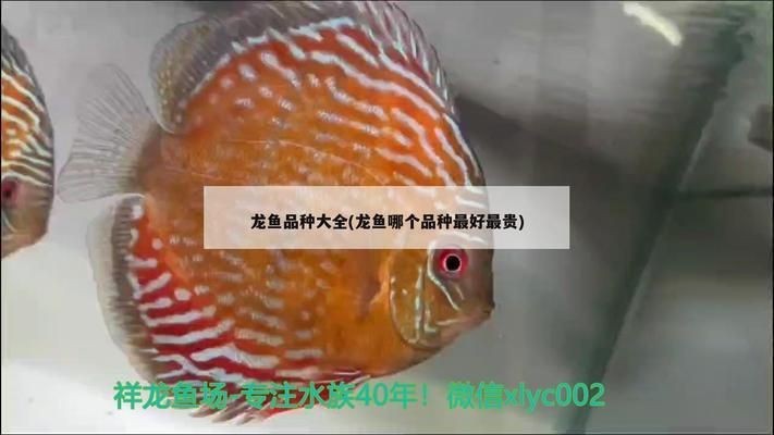龍魚寬身高背，龍魚的體型特征