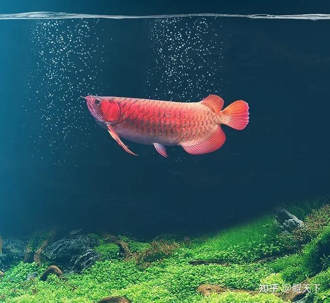 如何制作自己的紅龍魚壁紙？