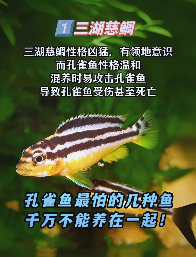孔雀魚最忌三個生肖