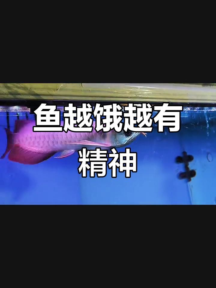 紅龍魚餓了會有什么表現？