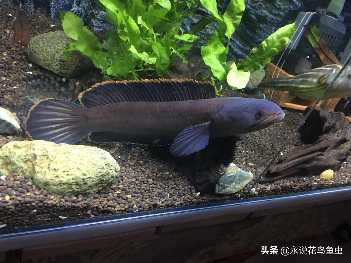 雷龍魚長得快嗎，雷龍魚在幼魚階段的生長速度相對較快，提高雷龍魚的生長速度