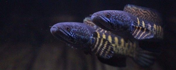 雷龍魚長得快嗎，雷龍魚在幼魚階段的生長速度相對較快，提高雷龍魚的生長速度