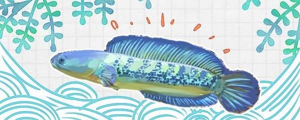 雷龍魚長得快嗎，雷龍魚在幼魚階段的生長速度相對較快，提高雷龍魚的生長速度