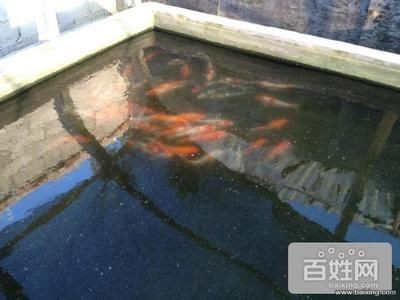 滑縣水族養護攻略：河南滑縣道口天王水族魚缸銷售點：水族養護全攻略