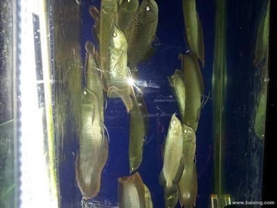 滑縣水族養護攻略：河南滑縣道口天王水族魚缸銷售點：水族養護全攻略