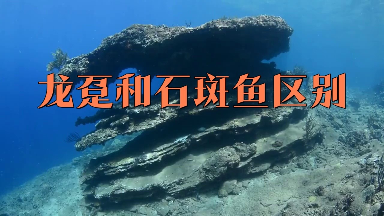 如何區分龍躉和石斑魚？