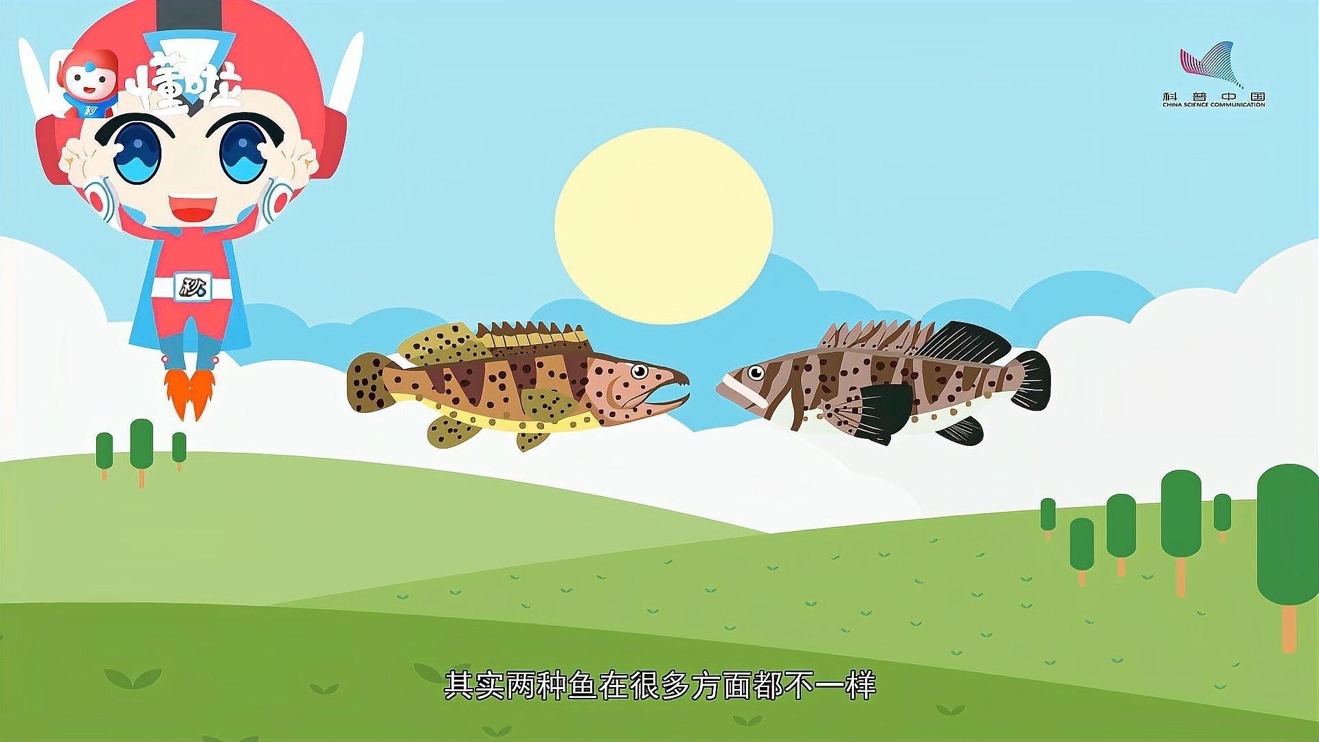 如何區分龍躉和石斑魚？