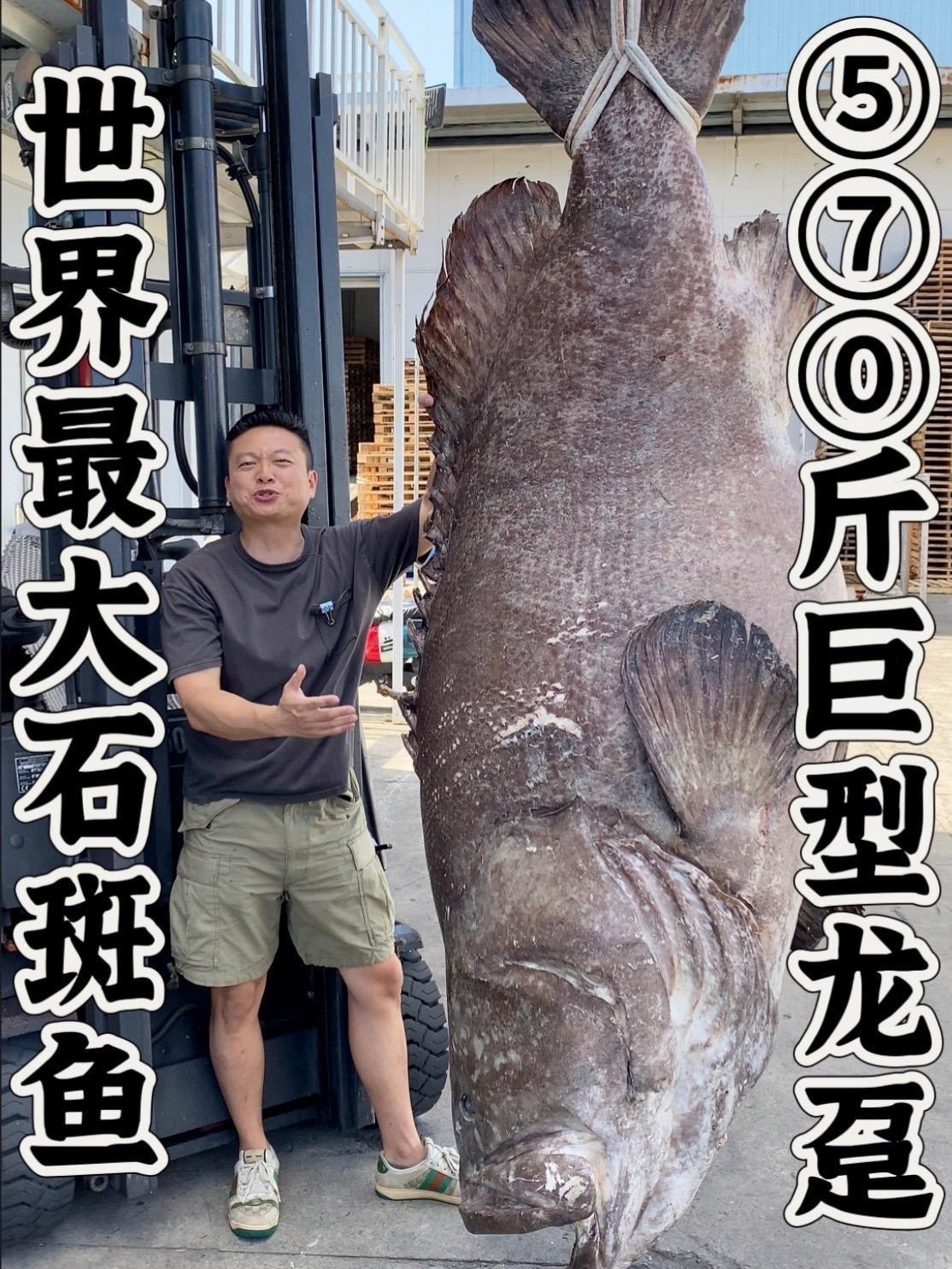 如何區分龍躉和石斑魚？