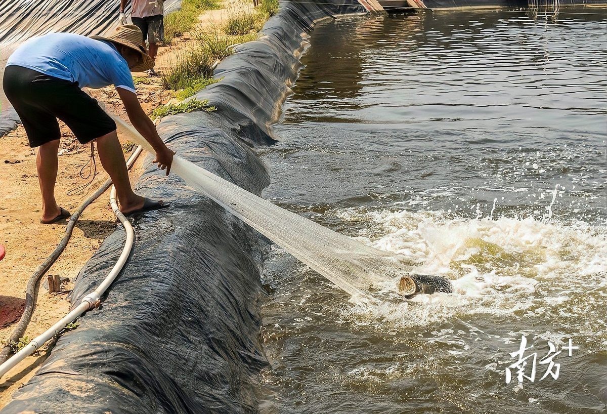 龍魚關燈后多久會吃食？，魚在關燈后多久開始進食取決于多種因素，龍魚拒食時有哪些常見原因