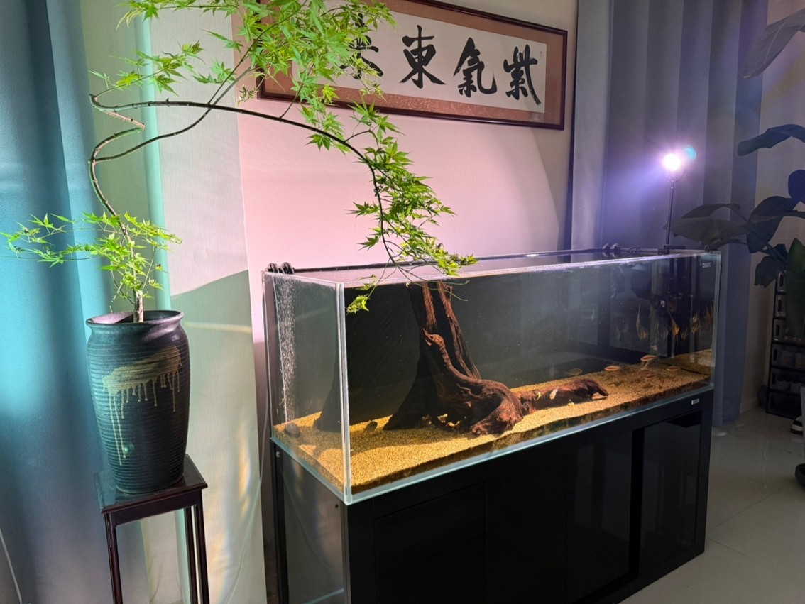 您簽到了嗎 您簽到了嗎 龍魚論壇 第2張