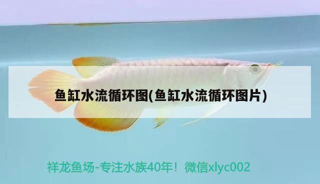 魚缸實(shí)體店和網(wǎng)上哪個(gè)好（實(shí)體店魚缸比網(wǎng)上貴多少）