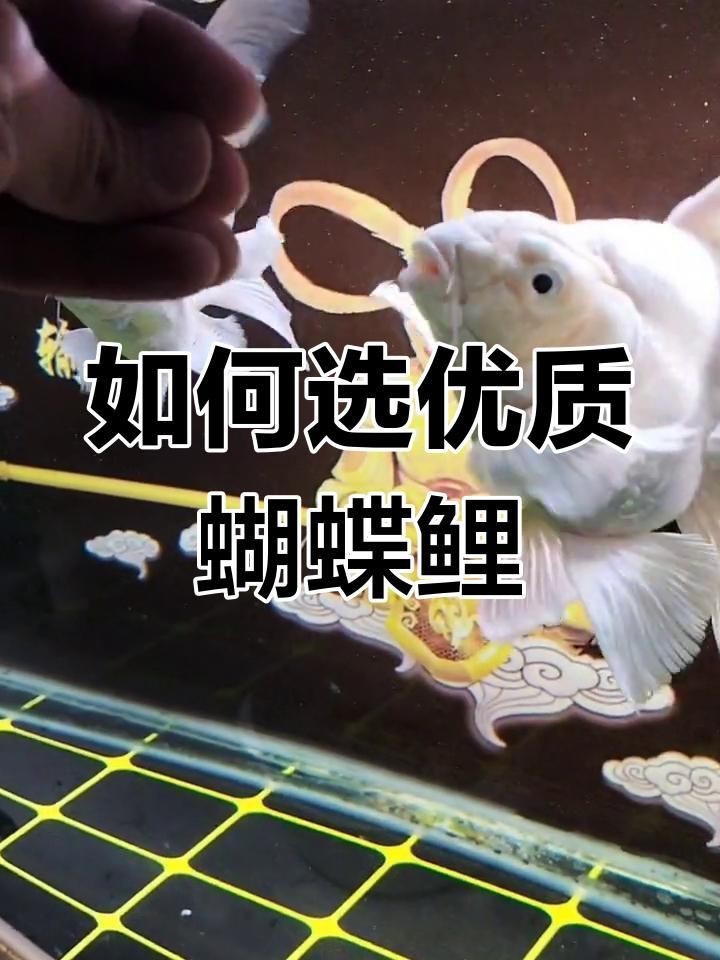 蝴蝶鯉什么品相的最好