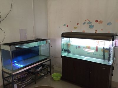 龍魚缸需要加氧嗎：養殖龍魚時，需要在魚缸中加氧取決于幾個因素，不需要額外加氣泵