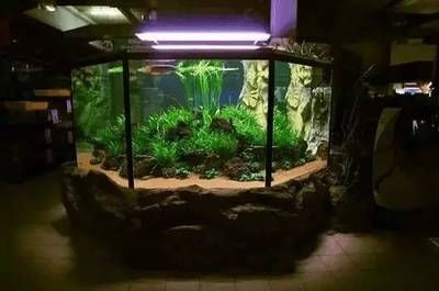 龍魚缸需要加氧嗎：養殖龍魚時，需要在魚缸中加氧取決于幾個因素，不需要額外加氣泵