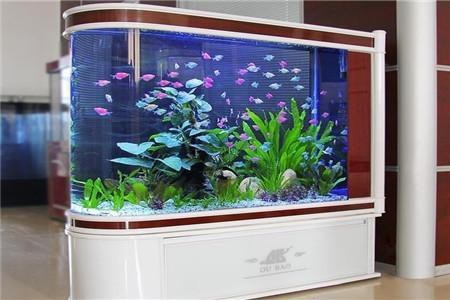 三種人不宜擺魚擺件