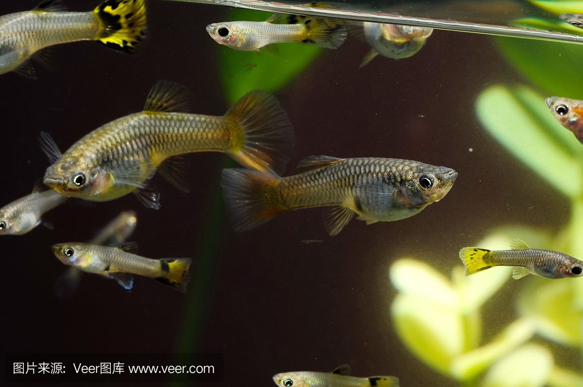關于魚缸的背景音樂：如何自制魚缸背景音樂