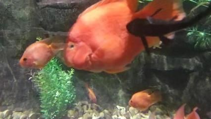 麒麟鸚鵡魚能和金龍魚混養嗎（麒麟鸚鵡魚和金龍魚可以混養嗎？）