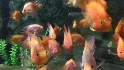 麒麟鸚鵡魚能和金龍魚混養嗎（麒麟鸚鵡魚和金龍魚可以混養嗎？）
