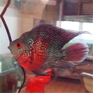 麒麟鸚鵡魚能和金龍魚混養嗎（麒麟鸚鵡魚和金龍魚可以混養嗎？）