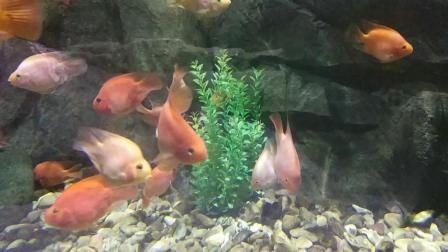 麒麟鸚鵡魚能和金龍魚混養嗎（麒麟鸚鵡魚和金龍魚可以混養嗎？）