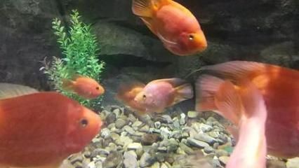 麒麟鸚鵡魚能和金龍魚混養嗎（麒麟鸚鵡魚和金龍魚可以混養嗎？）
