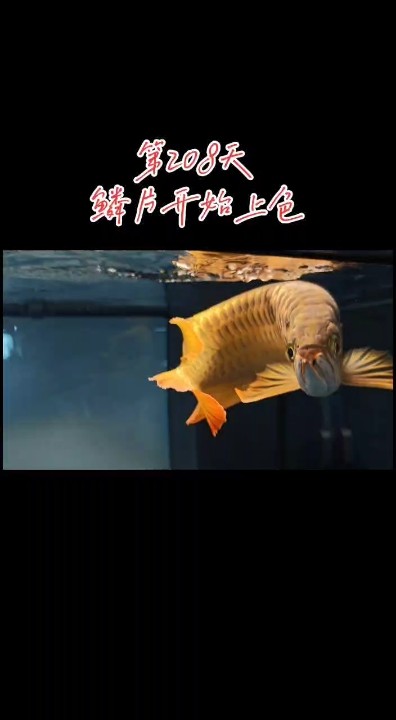 魚缸玻璃魚缸玻璃什么材質最好，魚缸玻璃什么材質最好：普通玻璃魚缸玻璃什么材質最好，魚缸玻璃什么材質最好