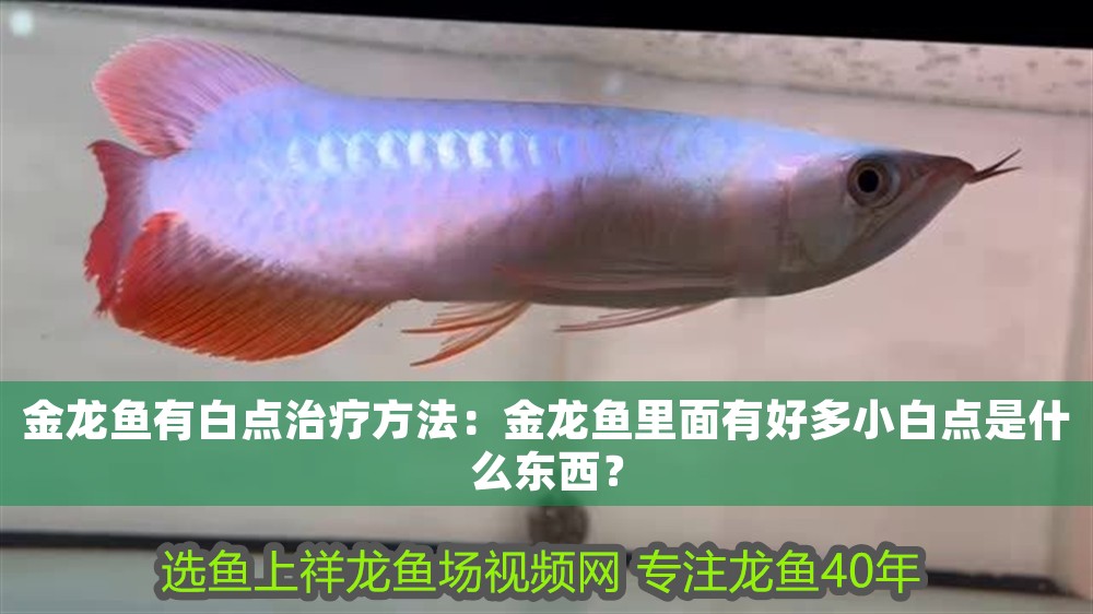 金龍魚有白點治療方法：金龍魚里面有好多小白點是什么東西？