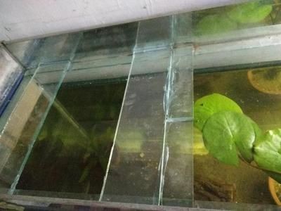 魚缸爆裂的原因有哪些？：浮法玻璃魚缸使用過程中可能會出現爆缸的情況