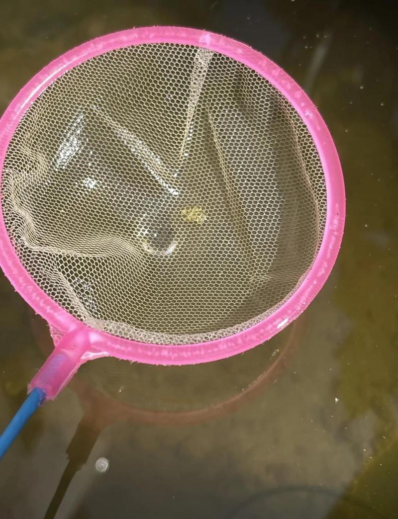返祖魚圖片