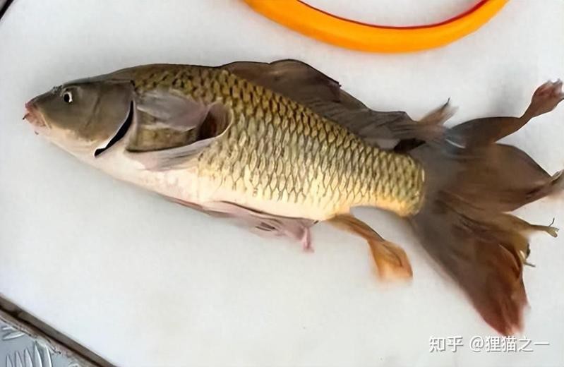 返祖魚圖片