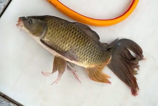 返祖魚圖片