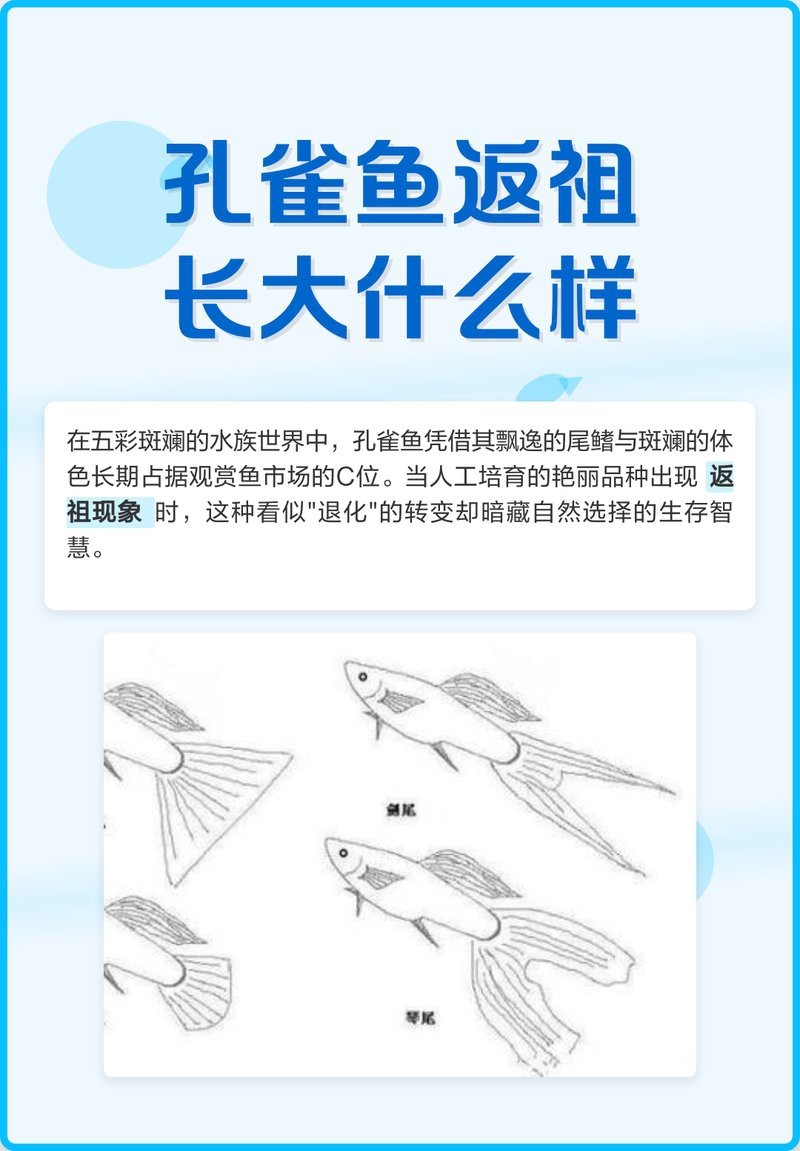 返祖魚圖片