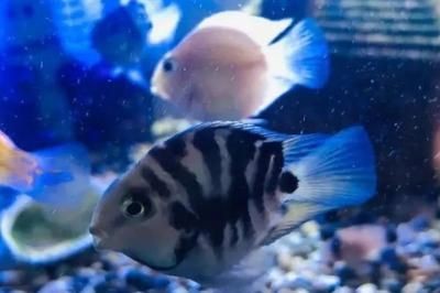 鸚鵡魚躲在角落里可能是由于社交動態和社交動態和壓力：如何判斷鸚鵡魚的健康狀況