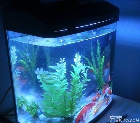 觀景魚缸的布置技巧：觀景魚缸布置技巧