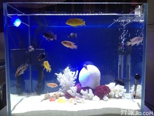 觀景魚缸的布置技巧：觀景魚缸布置技巧