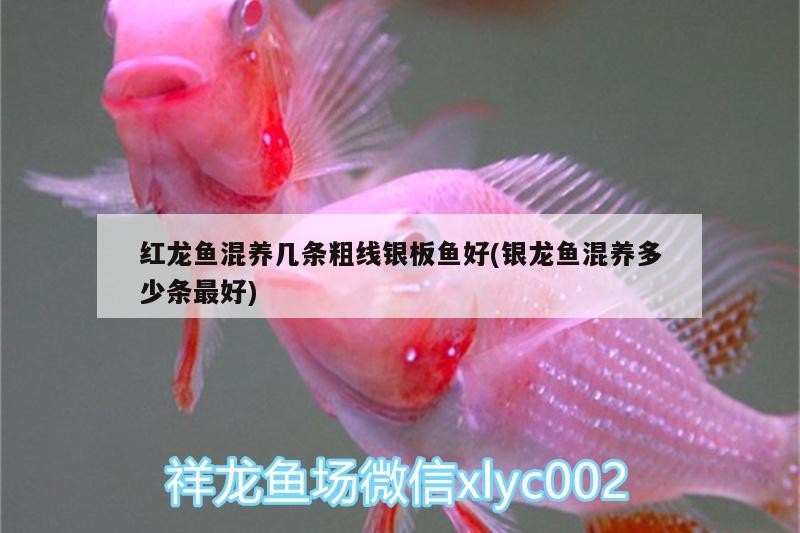 高新區(qū)九湖小何觀賞魚(yú)店