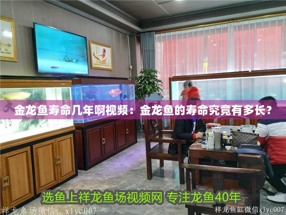 金龍魚(yú)壽命幾年啊視頻：金龍魚(yú)的壽命究竟有多長(zhǎng)？