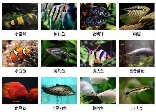 觀賞魚117種圖片名字