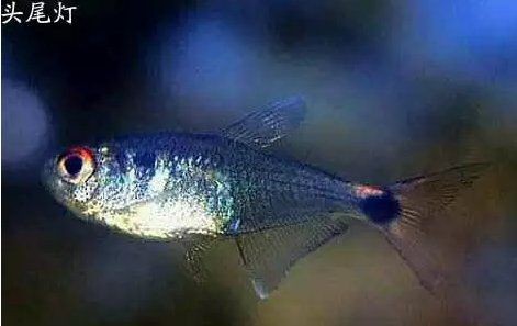 觀賞魚117種圖片名字
