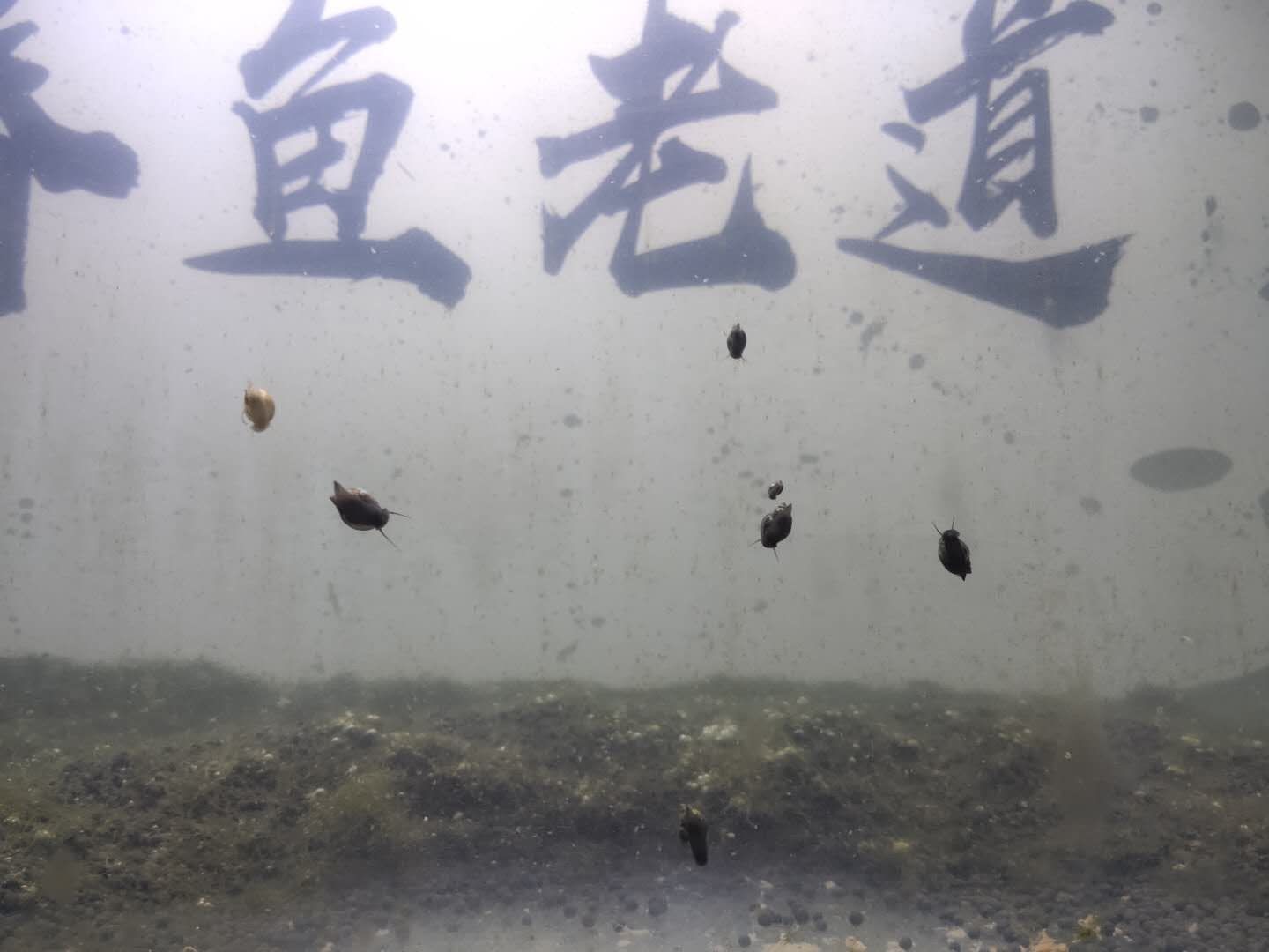 魚缸中的蛋白蟲預防和治療魚缸中的蛋白蟲的起因和解決方法：如何清除魚缸中的蛋白蟲