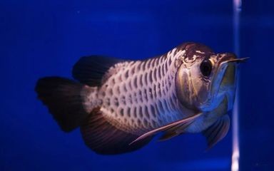 金龍魚用藍背景可以嗎，金龍魚在藍背景下的影響