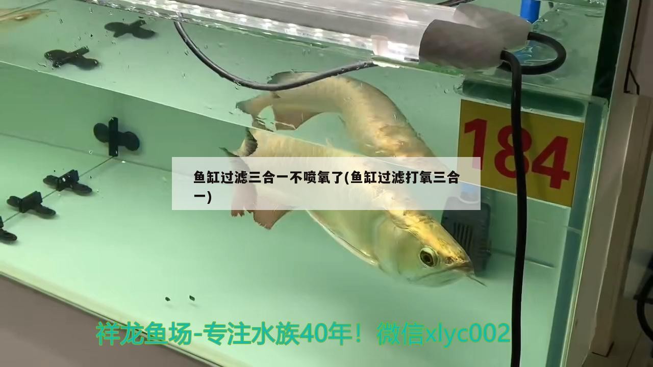 雙陽區紅貴族花藝店