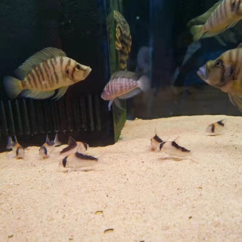 龍魚缸配什么烏龜：龍魚缸與豬鼻龜混養(yǎng)的幾種方式