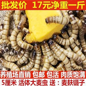 金龍魚吃大麥蟲后拒食？：金龍魚吃大麥蟲后拒食