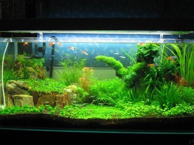 魚缸換氧機在圓魚缸中的放置方法需要考慮到設備的安全性和實用性：換氧機在圓魚缸中的放置方法需要考慮到安全性和實用性