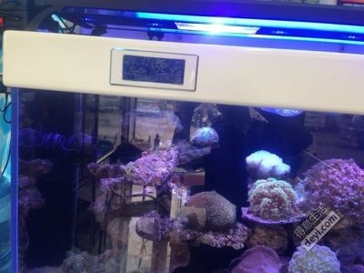 海水魚缸論壇是一個(gè)專注于海水觀賞魚和珊瑚的社區(qū)的論壇推薦：cmf海水觀賞魚論壇