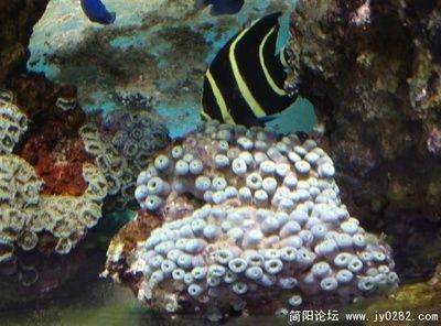 海水魚缸論壇是一個(gè)專注于海水觀賞魚和珊瑚的社區(qū)的論壇推薦：cmf海水觀賞魚論壇