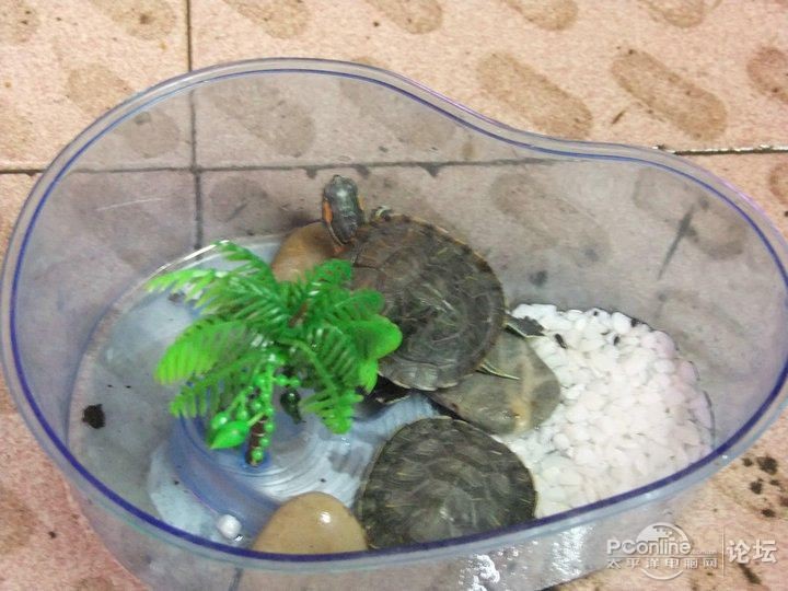 海水魚缸論壇是一個(gè)專注于海水觀賞魚和珊瑚的社區(qū)的論壇推薦：cmf海水觀賞魚論壇