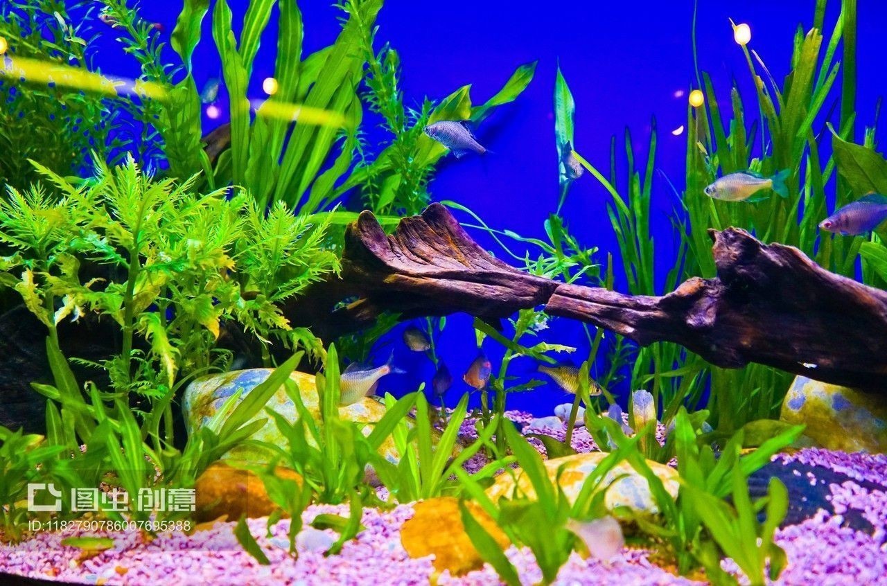 如何制作一個關于金龍魚的視頻（關于金龍魚的視頻是一個有趣且教育性的過程以下步驟和提示）